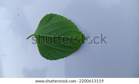 a photo that shows various kinds of leaves that are still green