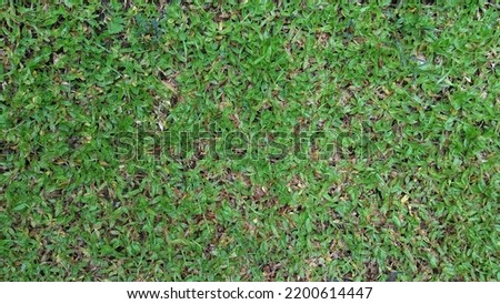 Picture for architecture visualization of ground cover with green grass lawn   