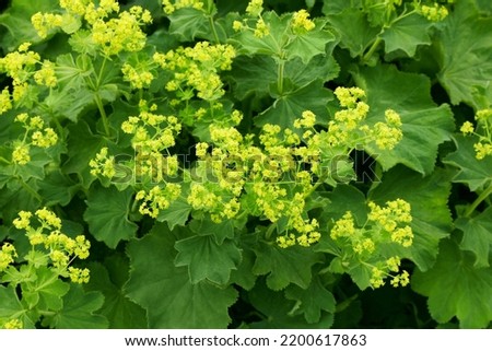Alchemilla or lady's-mantle plant with green leaves and yellow flowers in the summer garden. Soft focus. Royalty-Free Stock Photo #2200617863