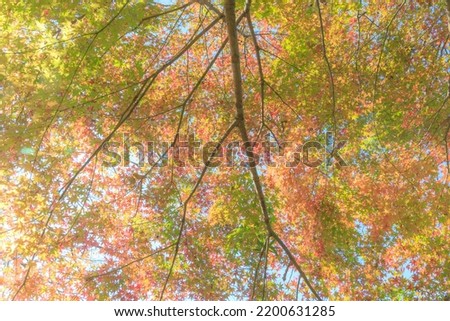 Acer palmatum with autumn leaves illuminated by the sun