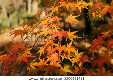 A lot of Japanese maples that have started to color