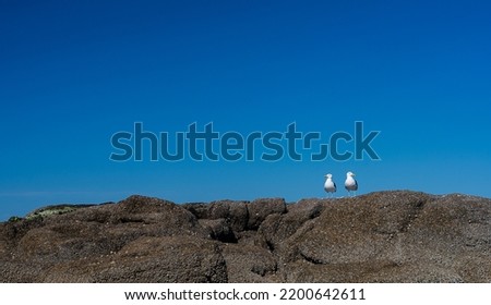 Image with pair of seagulls on rocks against blue morning sky totally clear.