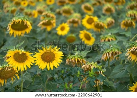 Sunflower field at dawn and unfocused bottom.