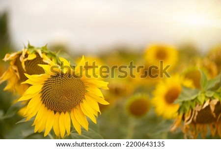Image with sunflower crop and blurred background.