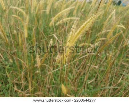 weed grass taken with focus picture in the afternoon