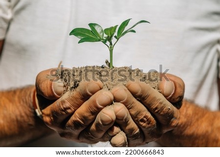 hands with tree or young plant on earth, ecology and environment