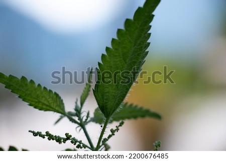 A common nettle plant. Urtica dioica.