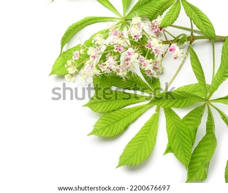 Branch of chestnut with leaves and flowers on white background