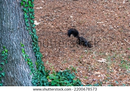 Black squirrel. In the park. Curious animal.
