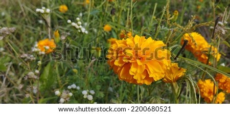 Tahi kotok or match bottles, known in Indonesia as gumitir flowers, Mexican marigolds, African marigolds are annual flowering herbs and belong to the Asteraceae family
