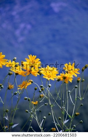 A lot of wild sunflowers.Yellow petals with blue background. Helianthus tuberosus.