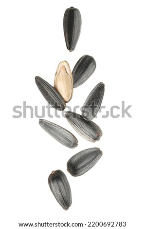 Set of flying sunflower seeds isolated on white Royalty-Free Stock Photo #2200692783
