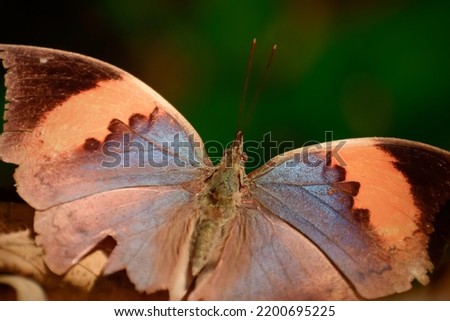 Close up shot of a butterfly's colorful wings. Kallima inachus, the orange oakleaf. Slective focus. High quality photo