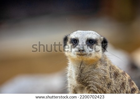 close up portrait of a meerkat
