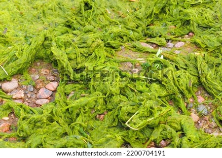 Green algae after a storm on the shores of the Baltic Sea. Green seaweed on seashore