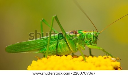 Green grasshopper on a yarrow flower. Large marsh grasshopper, Stethophyma grossum, a critically endangered insect typical of wet grasslands and swamps. Royalty-Free Stock Photo #2200709367