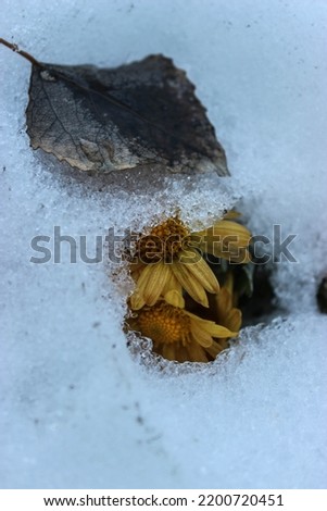 Close shot of flower leaf in the snow