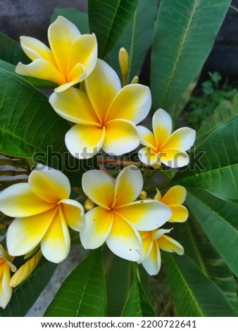 frangipani flowers in bloom during the day