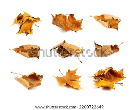 Sycamore autumn leaf set isolated. Platanus brown foliage, maple leaves collection, eco garbage, forest litter component, big sycamore curved leaves on white background Royalty-Free Stock Photo #2200722649