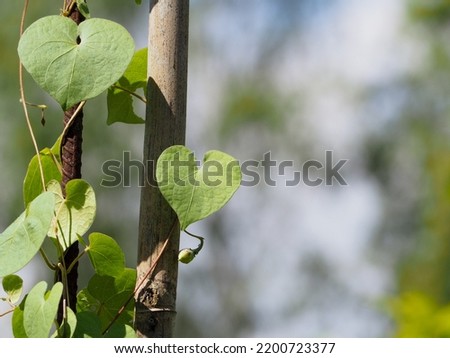 Green heart shaped leaves for nature background