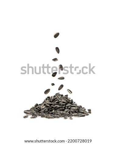 Flying sunflower seeds isolated. falling Raw sunflower seed group, sun flower grains with shell, fresh edible striped oil seeds heap on white background side view Royalty-Free Stock Photo #2200728019
