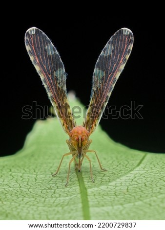 insect photo with black background concept