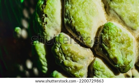 Abstract mystic background beauty nature wallpaper. Real photo close macro sugar custard apple annona exotic tropical fruit. Oval scaly skin texture surface rough. Bright yellow green contrast color