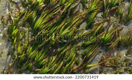 Sea grass is part of the beach ecosystem and also serves as food for marine animals.