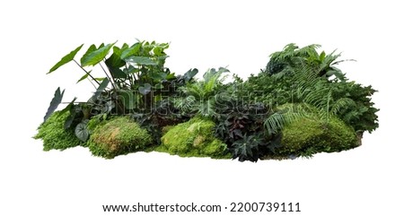 Flower bush shrub tree plant isolated tropical jungle plant with clipping path. Royalty-Free Stock Photo #2200739111