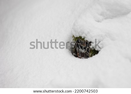 Trail camera hidden under deep snow in winter forest.