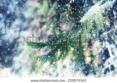 abstract fir tree background