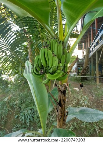 fresh green bananas growing up