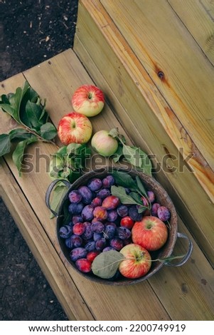 galvanized basin with a harvest of ripe blue plums and striped apples on a wooden background. a photo with a shallow depth of field, there is a place for text in the photo