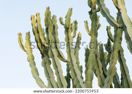Sydney Australia, branches of a euphorbia candelabrum against blue sky Royalty-Free Stock Photo #2200755953