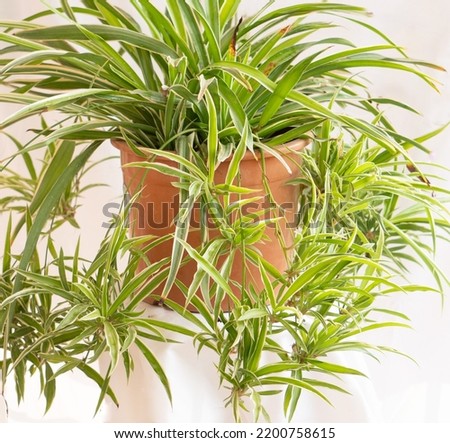 Spider Plant or Chlorophytum comosum or Ribbon plant with plantlets or pups on white background Royalty-Free Stock Photo #2200758615