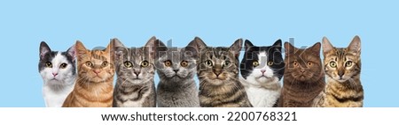 Many head shot cats in a row looking at the camera on blue background