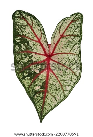 Pattern of Caladium bicolor thai-Native Leaf Caladium have a red midrib heart-shaped leaves isolated on white background.