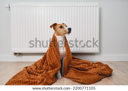 Cold winter in europe households, rising costs of gas and electricity in winter season, dog freezing in living room, warming under blanket near heating radiator Royalty-Free Stock Photo #2200771105
