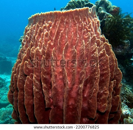 A giant barrel sponge in a shallow reef Boracay Island Philippines