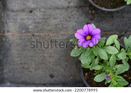 Blooming flower growing in pot with soil on black background with copy space, top view