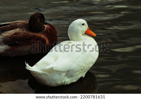 A beautiful and rare image of a gorgeous white duck on a lake with a Mallard duck. These ducks are sometimes known as American Pekin, often smaller than swans and with an orange beak
