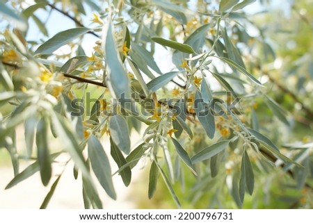 Elaeagnus commutata, the silverberry or wolf-willow, is a species of Elaeagnus. Spring flowering of the bush. Yellow flowers on the plant. Olive tree branches blooming with small yellow flowers