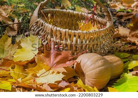 Composition of a wicker basket, maple leaves and pumpkins in the autumn forest. Autumn has come.