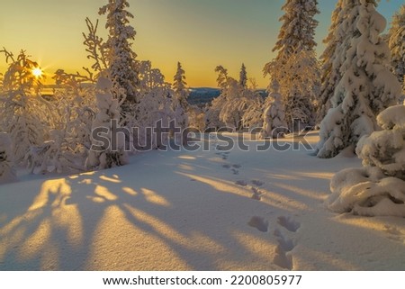 Winterlandscape at sunset in direct light making the sky colorfull with nice warm color, rabbit tracks going in to the photo,  Gällivare county, swedish Lapland, Sweden