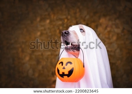 A dog dressed as a Halloween ghost. A golden retriever sits in an autumn park with orange pumpkins and a bucket of candy.