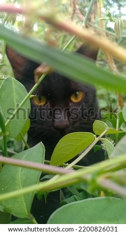 A black cat in the forest