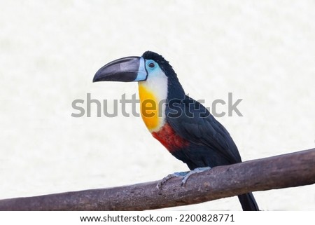 Toucan-ariel (lat. Ramphastos vitellinus) with a beautiful yellow breast and a powerful large beak sitting on a wooden stick isolated on a white background. Birds, ornithology, ecology.