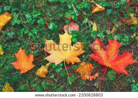 Yellow orange red brown autumn tree leaves on ground in beautiful fall forest. Fallen golden color maple leaf on green dry garden grass. Bright scenic day scene change Top view close up macro flat lay