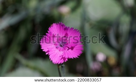 Sequier's pink flower (Dianthus seguieri), tiny wildflower in the alpine meadow. Summer end season