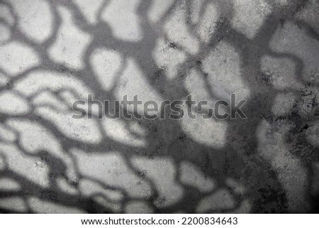 Halloween decoration concept - moonlight and scary trees shadows background, copy space